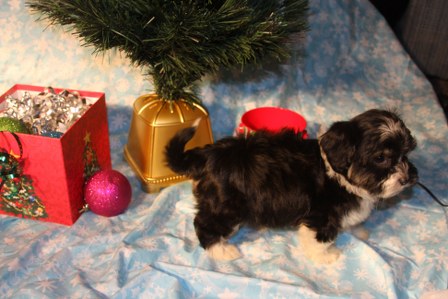 havanese-puppies